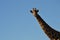 Giraffe against blue sky