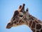 Giraffe against blue sky