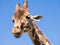 Giraffe against blue sky