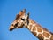 Giraffe against blue sky