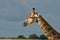 Giraffe against the blue sky