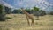 Giraffe in Akagera National Park, Rwanda.