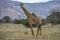 Giraffe in Akagera National Park, Rwanda.