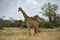 Giraffe in Akagera National Park, Rwanda.