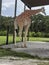 Giraffe Alert at Zoo