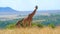 Giraffe - Amazing Family of Giraffes, Wild Nature, Wild Animal, Wildlife, Africa, Savanna