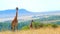 Giraffe - Amazing Herd of Giraffes, Wild Animal, Wildlife, Africa, Wild Nature, Savanna