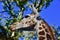 Giraffe Ambassador Adolescent: Giraffa camelopardalis