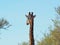 Giraffe amongst acacia trees