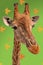 Giraffe animal Close up head on green background