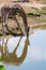 Giraffe animal drinking water from river in safari park with ref