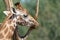 Giraffe animal in safari park close up