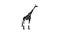 giraffe animal in zoo glyph icon animation