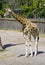 Giraffe artiodactyl herbivorous high neck