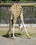 Giraffe artiodactyl mammal herbivorous neck eyelash