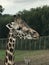 Giraffe babies Mum child