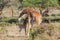 Giraffe with a baby in African bush