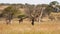 Giraffe and baby giraffe, serengeti park, Tanzania