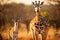 Giraffe and baby in the Okavango Delta - Moremi National Park in Botswana, Giraffe and Plains zebra in Kruger National Park, South