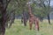 Giraffe and baby on savana