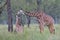 Giraffe and baby on savana