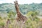 Giraffe and baby, Tanzania