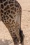 Giraffe Back end and tail standing in the hot sand