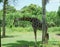 Giraffe in Bali, safari in Bali, beautiful giraffes