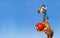 Giraffe with basketball in scarf ball on blue sky