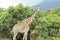 Giraffe in beautiful landscape of Tanzania