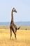 Giraffe in the beautiful nature habitat of wild africa