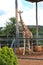 Giraffe behind fence in zoo