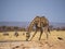 Giraffe bending down to drink at water hole in Etosha National Park, Namibia, Southern Africa