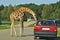 Giraffe bending down towards a car driver