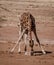 Giraffe bends over to lick the salt off a rock