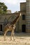 Giraffe in Berlin Zoo