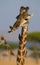 Giraffe with bird. Kenya. Tanzania. East Africa.