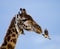 Giraffe with bird. Kenya. Tanzania. East Africa.