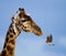 Giraffe with bird. Kenya. Tanzania. East Africa.