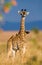 Giraffe with bird. Kenya. Tanzania. East Africa.