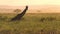 Giraffe With Birds on Body Eating Grass on African Savanna Sunset, Slow Motion