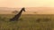 Giraffe and Birds on Sunset in African Savanna, Cinematic Scene From Tanzania