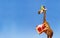 Giraffe with birthday present and cap on blue sky