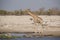 Giraffe and Black Rhinoceros at waterhole