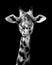 Giraffe in Black and White , Portrait Wildlife animal