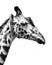 Giraffe in Black and White , Portrait Wildlife animal