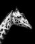 Giraffe in Black and White , Portrait Wildlife animal