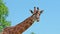 Giraffe with a blue sky on the background