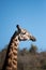 Giraffe and blue sky in Nairobi
