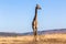 Giraffe Blue Sky Wildlife Animal